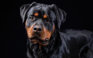 Black brown dog animal photography - dog free wallpaper for desktop