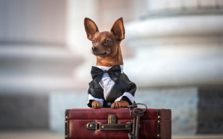 Small dog suit bowtie suitcase - a leash free wallpaper for desktop
