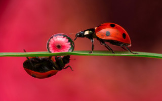 Ladybugs greenleaf pinkflower macro ArieSmit - the other side free wallpaper for desktop