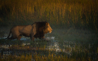 Lion walking tall grass water - a lion free wallpaper