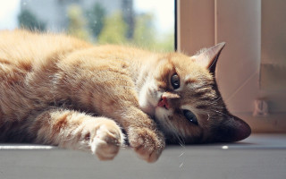 Cat laying on window sill - the window sill free wallpaper