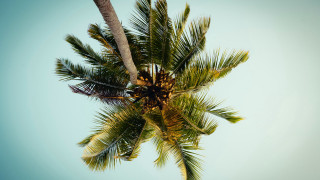 Palm tree blue sky clouds 9 - a few leaf free wallpaper for desktop