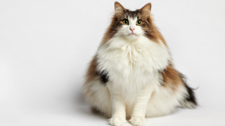 Cat brown white black spot - cat free wallpaper