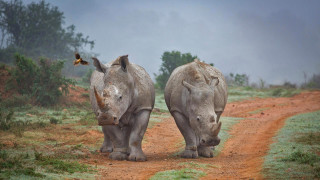 Two rhinos wildlife butterfly dirt - a butterfly free wallpaper