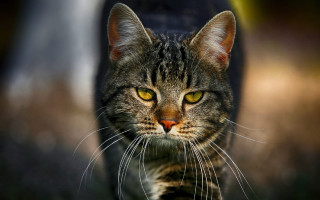 Black cat yellow eyes grass - a person in the background free wallpaper