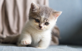 Sad kitten couch looking camera - tiny free wallpaper for desktop