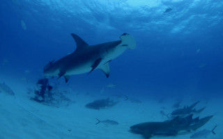 Shark diver fish ocean underwater - other fish free wallpaper