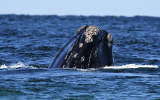 Whale ocean open mouth detailed - a whale free wallpaper