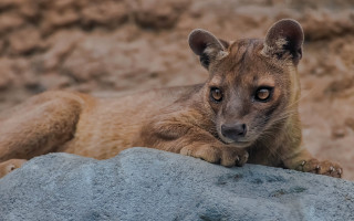 Small animal sitting rock sad - a small animal free wallpaper