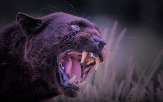 Black cat open mouth sharp 2 - tooth wide open free wallpaper