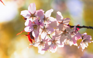 Tree branch pink flowers humming - flying free wallpaper