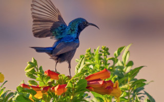 Blue bird long tail wings - a long tail free wallpaper