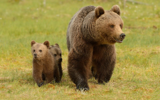 Mother bear cubs field forest - a field of grass and grass free wallpaper