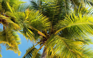 Palm tree blue sky clouds 6 - the sky above free wallpaper for desktop