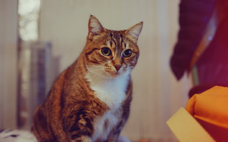 Sad cat on bed photorealistic - a sad look free wallpaper