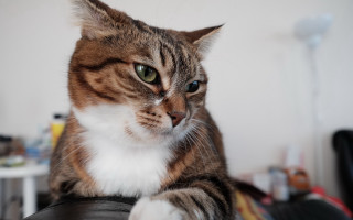 Serious cat blackchair 3d blueeyes - a black chair free wallpaper