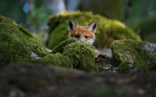 Fox curious blue eyes mossy - mossy free wallpaper for desktop