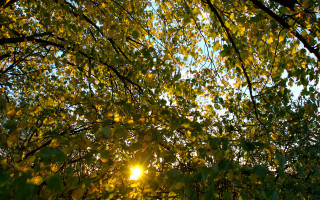 Sunshine through leaves forest autumn 2 - the leaf free wallpaper