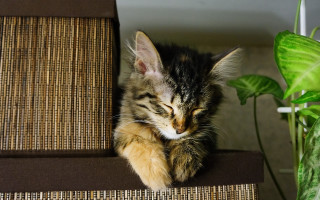 Cat couch plant fence tilt - a couch next free wallpaper