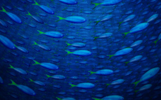 Blue fish ocean waterdrops green - damien hirst free wallpaper
