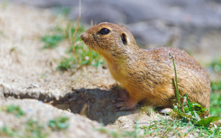 Small rodent rock grass rockwall - a rock wall in the background free wallpaper
