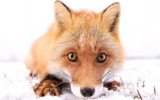Red fox snow sad eyes - the snow free wallpaper