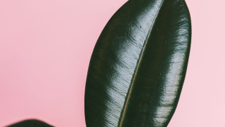 Green leaf pink background naturalism - carol bove free wallpaper