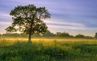 Tree foggy field flower horizon - a tree in a field free wallpaper