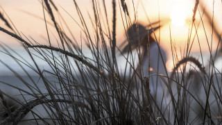 Plant sunset fence tree lens - a close up of a plant free wallpaper