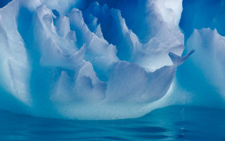 Iceberg bird water ecological matte - ice free wallpaper