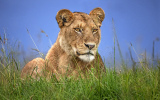 Lion tallgrass blueSky wildlife photography - the tall grass free wallpaper