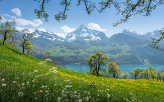 Grassy hill lake mountains flowers - a lake and mountains free wallpaper