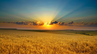 Wheat field sunset clouds horizon - a bright sun free wallpaper