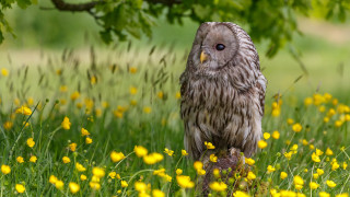 Small owl flower field nature - a green leafy tree free wallpaper