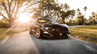 Black mustang cobra hood autumn - a black mustang mustang free wallpaper