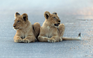 Two lions sitting outdoors snow - the ground together free wallpaper