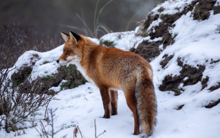 Fox snowy hill bush rock - a snowy hill free wallpaper