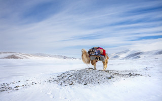 Camel snow mountains blue sky - a camel free wallpaper