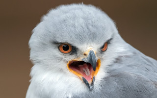 Bird beak orange eyes white - a close up of a bird free wallpaper