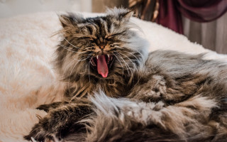 Cat yawning bed renaissance photorealistic - bourgeoi free wallpaper