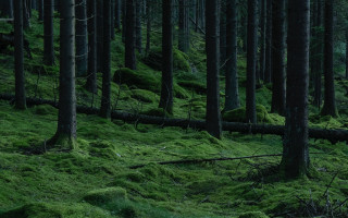 Forest moss green jungle nature - mossy free wallpaper