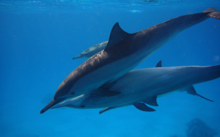 Dolphins ocean underwater sunlight swimming - underwater free wallpaper for desktop