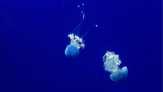 Jellyfish blue ocean bubbles night - bubble free wallpaper for desktop