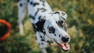 Dalmatian red collar field bokeh - a red collar free wallpaper