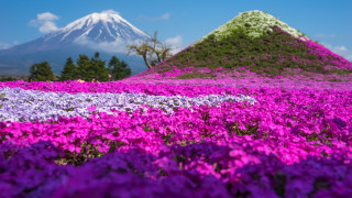 Purple flower field mountain sky - purple flower free wallpaper for desktop