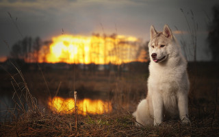 White dog lake sunset furry - a white dog free wallpaper for desktop