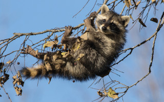 Raccoon climbing tree branch leaves - darrell riche free wallpaper for desktop