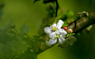 White flower macro garden nature - art green free wallpaper