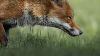 Fox closeup grass field nature - photograph free wallpaper for desktop