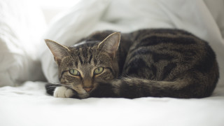 Curious cat on bed white 2 - 8 5 mm f 1. free wallpaper